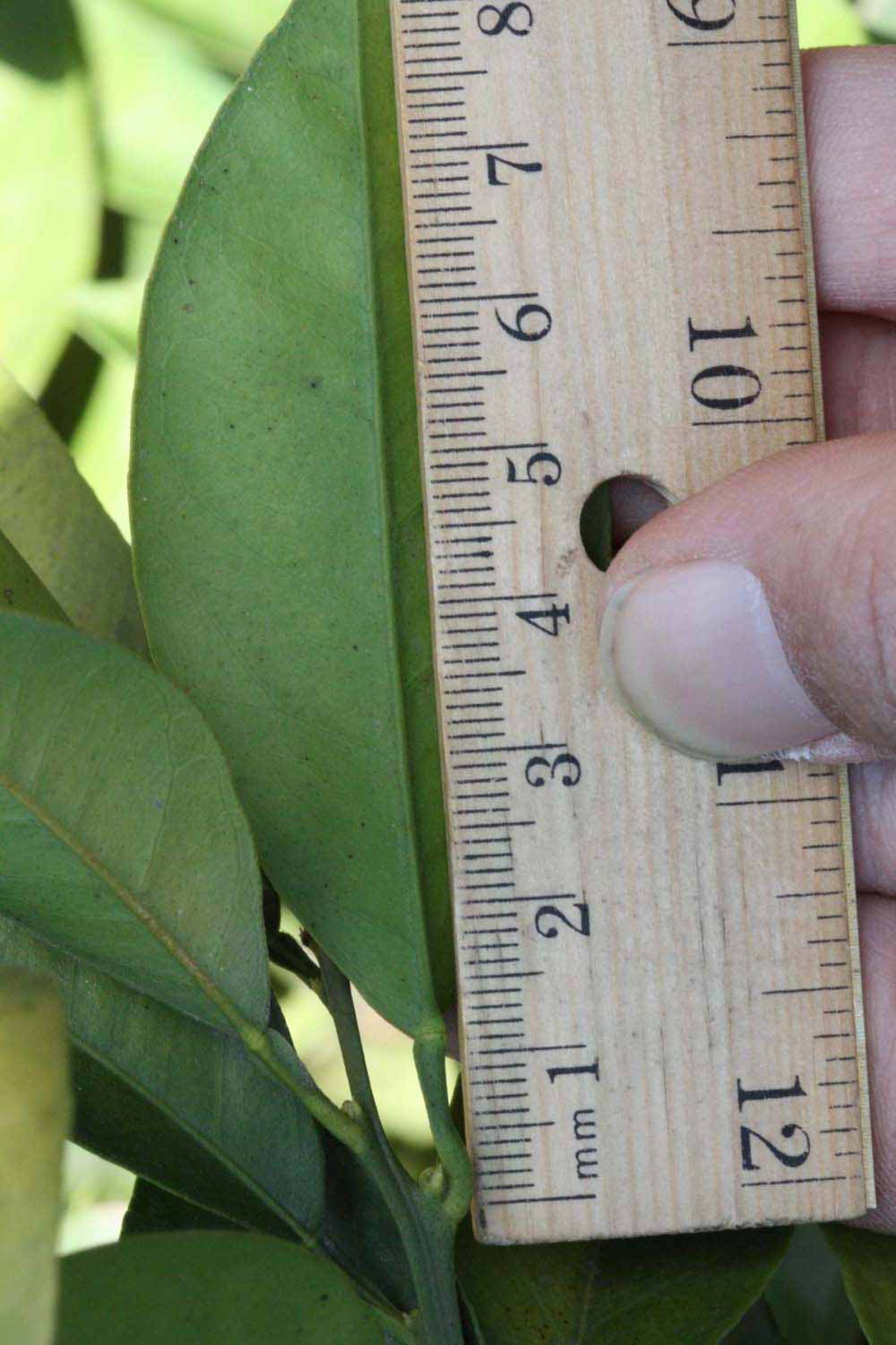              Unifoliolate leaf (Riverside, CA)       